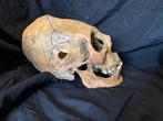 Replica Nazca langwerpige schedel Schedel - Homo sapiens - 0