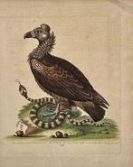 George Edwards (XVIII) - A Natural History of Uncommon Birds