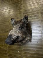 Wild Zwijn Taxidermie Opgezette Dieren By Max, Ophalen of Verzenden, Nieuw, Wild dier, Opgezet dier