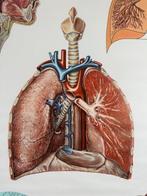 Vintage anatomische schoolkaart – “Die Atmungsorgane”, Antiek en Kunst