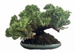 Bonsaï Genévrier (Juniperus) - Hauteur (arbre) : 18 cm -