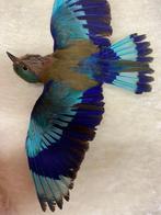 Indiase roller Taxidermie volledige montage - Coracias, Verzamelen, Nieuw