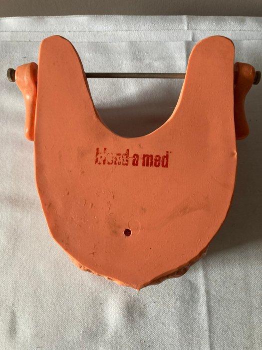 Anatomisch model - kunststof - 1950-1960, Antiek en Kunst, Curiosa en Brocante