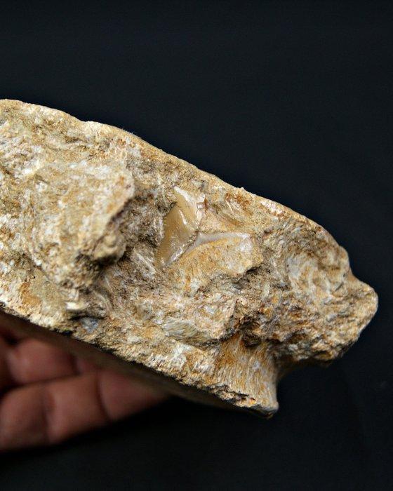 Plesiosaurus - Fossiel wervelbot - Vértebra fósil de, Verzamelen, Mineralen en Fossielen