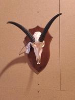Redunca Taxidermie wandmontage - Redunca - 45 cm - 28 cm -, Verzamelen, Dierenverzamelingen, Nieuw