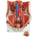 Anatomisch model urinesysteem ST-ATM 97, Verzenden