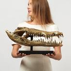 sculptuur, Saltwater Crocodile Skull 50cm - 24 cm - Brons, Antiek en Kunst