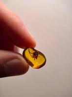 Spin - Barnsteen - 18 mm - 13 mm (Zonder Minimumprijs)