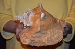 Escargot de mer Coquillage marin - S-61 STROMBUS GIGAS (Sans, Antiek en Kunst