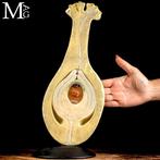 Osterloh 1880 Taxidermie volledige montage - Unusual Antique, Antiek en Kunst