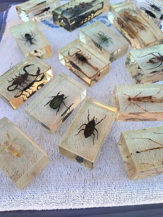 Themacollectie - Insecten- en spinnenverzameling in, Antiek en Kunst, Antiek | Speelgoed