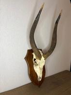 bosbok Schedel van een zoogdier - Tragelaphus scriptus - 65