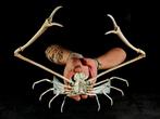 Grand crabe Parilia Support de corps entier pour taxidermie