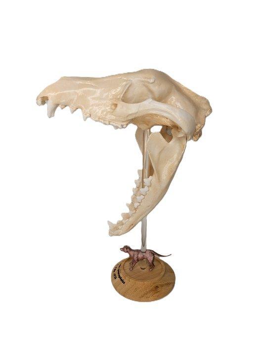 Thylacine Schedel - (Thylacinus cynocephalus) - Museum Grade, Antiquités & Art, Curiosités & Brocante