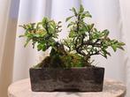 Chaenomeles shohin bonsai in bonsaischaal - Hoogte (boom):