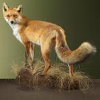 Renard roux Support de corps entier pour taxidermie - Vulpes, Verzamelen, Nieuw
