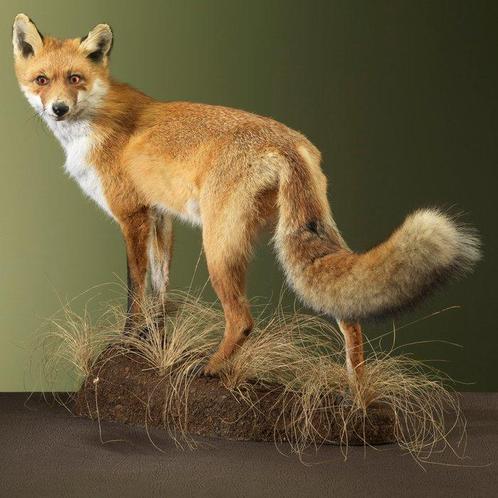 Renard roux Support de corps entier pour taxidermie - Vulpes, Verzamelen, Dierenverzamelingen
