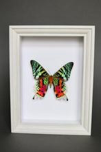 Vlinder Taxidermie volledige montage - Urania ripheus - 20
