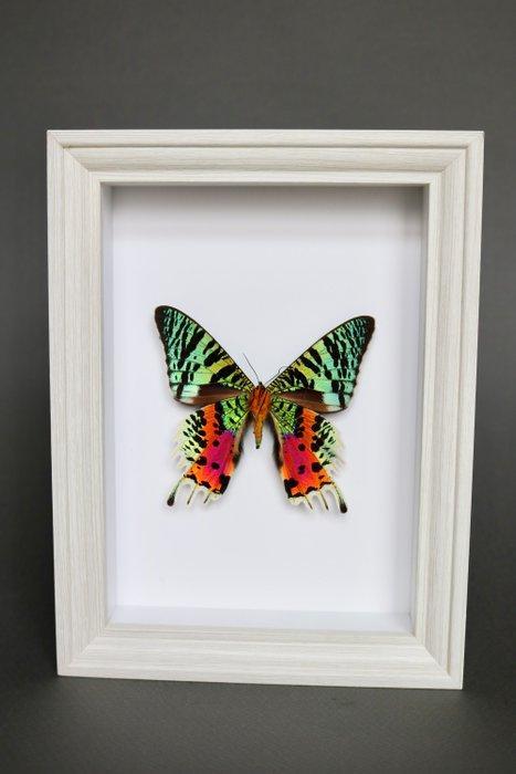 Vlinder Taxidermie volledige montage - Urania ripheus - 20, Antiek en Kunst, Curiosa en Brocante