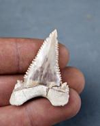 Dwerg witte haai museumkwaliteit - Fossiele tand -