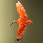 Rode Ibis Vliegend Taxidermie Opgezette Dieren By Max, Ophalen of Verzenden, Nieuw, Vogel, Opgezet dier