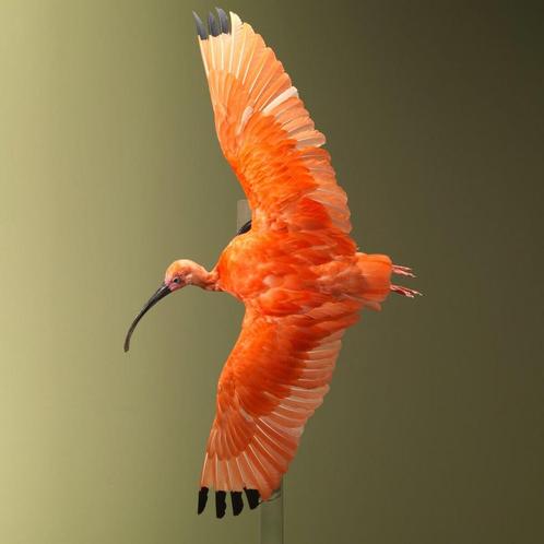 Rode Ibis Vliegend Taxidermie Opgezette Dieren By Max, Verzamelen, Dierenverzamelingen, Opgezet dier, Nieuw, Vogel, Ophalen of Verzenden