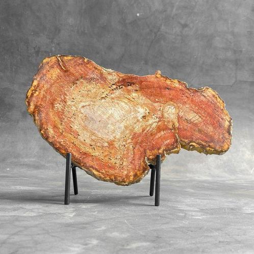 AUCUN PRIX DE RÉSERVE - Magnifique tranche de bois pétrifié, Antiquités & Art, Art | Objets design