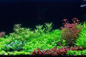 Dutch Style aquascaping  collectie voor 120 cm aquarium