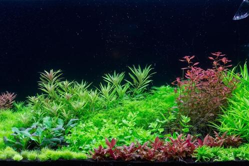 Dutch Style aquascaping  collectie voor 120 cm aquarium, Dieren en Toebehoren, Vissen | Aquaria en Toebehoren, Nieuw, Verzenden