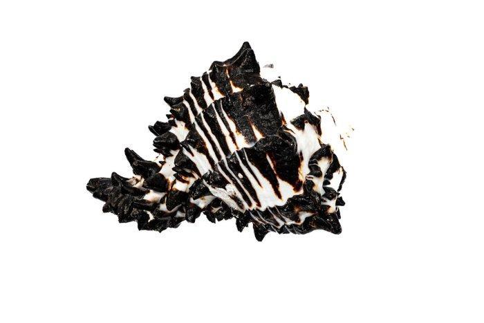 Zwarte Ramo-Murex-schelp Taxidermie wandmontage - Murex, Verzamelen, Dierenverzamelingen