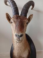 Bezoargeit Taxidermie hoofdmontage - Capra Pirenaica - 100, Verzamelen, Dierenverzamelingen, Nieuw