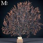 Natuurlijke zwarte Gorgonia - Een moderne Wunderkammer -, Verzamelen, Nieuw