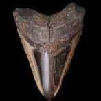 Dent fossile de mégalodon - Dent fossile - Dent -, Nieuw