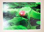 Viet Ha Tran - The lotus flower
