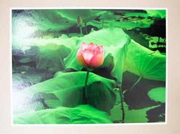 Viet Ha Tran - The lotus flower