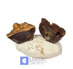 Set van 2 mooie gedeeltelijke Triceratops horridus