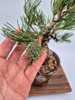 Bonsaï de Pinus pentaphylla sur un pot fait à la main -