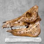 Geen minimumprijs - Prachtige bruine uitgehouwen patina wild, Antiek en Kunst