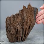 Cristal de bois de fée naturel, bois fossilisé cristallisé, Collections, Minéraux & Fossiles