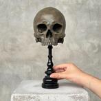 Beeld, NO RESERVE PRICE - Stunning brown human skull no jaw, Antiek en Kunst