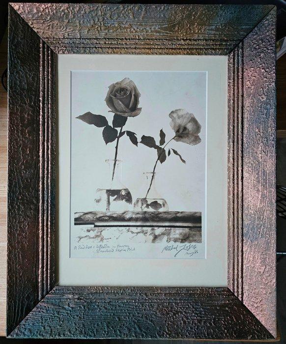 Michael Joseph (1941-) - Rose and its reflection, Antiquités & Art, Art | Objets design