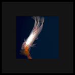 Roberto Cavalli (1971) - XL - Koi Carp, in double exposure /