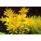 Nesaea pedicellata Golden - Pot, Verzenden, Nieuw