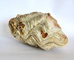 Palourde géante Palourde - Tridacna gigas (Sans Prix de, Nieuw