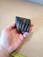 Wolharige mammoet - Fossiele kies - Mammuthus primigenius