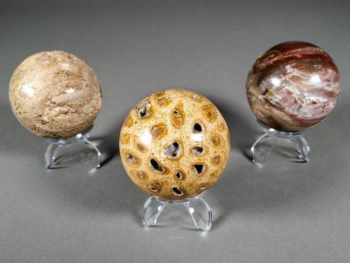 Prachtige set fossiele bollen (hout, koraal, sauropode) -, Verzamelen, Mineralen en Fossielen