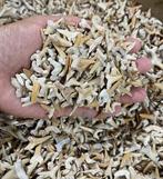 Haai - Fossiele tand - Dientes de Tiburon Lamma - 0 cm - 0