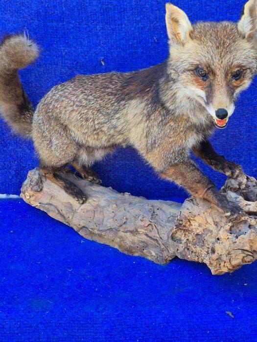 Renard charbonnier Taxidermie wandmontage - Vulpes vulpes -, Verzamelen, Dierenverzamelingen