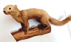steenmarter Taxidermie volledige montage - Martes foina - 30, Nieuw