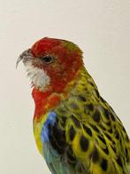 Pracht Rosella Taxidermie volledige montage - Platycercus, Verzamelen, Nieuw